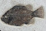 Cockerellites (Priscacara) Fossil Fish - Hanger Installed #88771-1